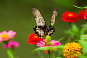 Flowers daisies in summer spring meadow on background blue sky with white clouds, flying orange butterfly, wide format. Summer natural idyllic pastoral landscape, copy space.