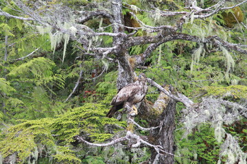 Juvenile Bald Eagle
