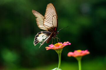 Flowers daisies in summer spring meadow on background blue sky with white clouds, flying orange butterfly, wide format. Summer natural idyllic pastoral landscape, copy space.