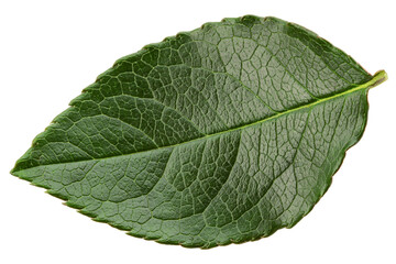 Rose leaves, isolated on white background, clipping path, full depth of field