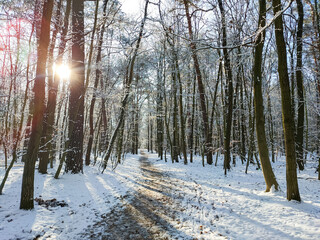 ein winterlicher Wald, mit sehr viel Schnee