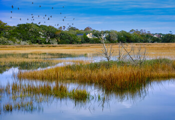 Salt Water Marsh at High Tide with Flock of Birds