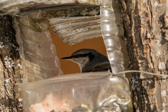 The big tit visits the bird feeder made from plastic bottle.