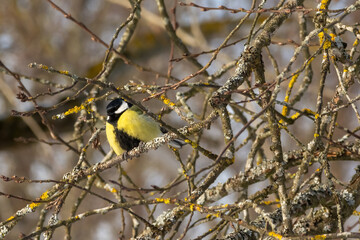 Great tit on tree branch in winter, close up. Tit sits on a tree branch in the forest