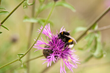 Hummel auf Blume