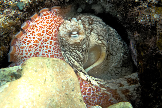 close up of an octopus seen while diving in the tropical Caribbean waters