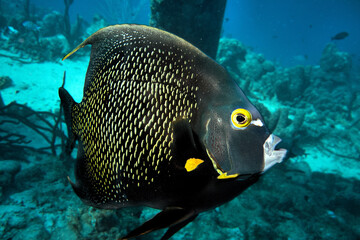 Fototapeta na wymiar tropical angel fish on the reef in bonaire