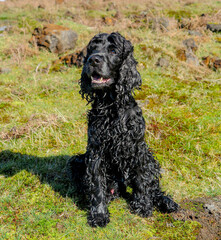cocker spaniel preto na natureza