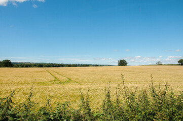 Obraz premium Summertime wheat field and sky