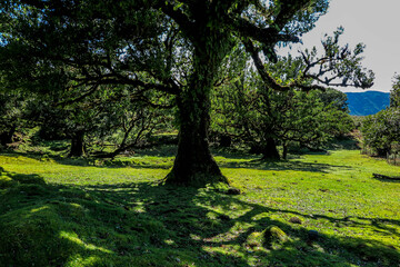 parque natural na ilha da Madeira