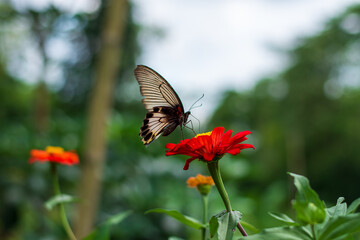 Flowers daisies in summer spring meadow on background blue sky with white clouds, flying orange butterfly, wide format. Summer natural idyllic pastoral landscape, copy space.