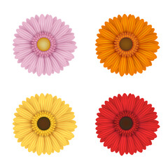 set of isolated colorful gerbera flowers 