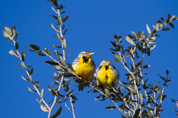 A pair of Meadowlarks bask in the sun from a treetop perch.