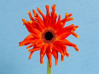 Top view of an orange Spider Gerbera or African Daisy with yellow leaves on the back, isolated on a blue background