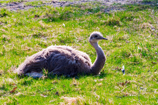 Young Darwin Or Lesser Rhea On Grassland