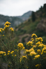 Yellow Flowers in Glenwood Canyon, Colorado - 411641300