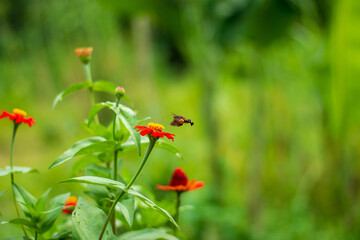 Flowers daisies in summer spring meadow on background blue sky with white clouds, flying orange butterfly, wide format. Summer natural idyllic pastoral landscape, copy space.