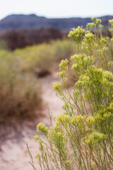 Desert Flowers in Arches National Park, Utah - 411641907