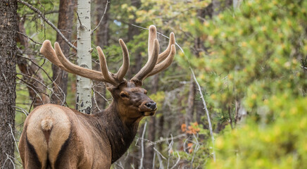 spring bull elk in forest with velvet antlers