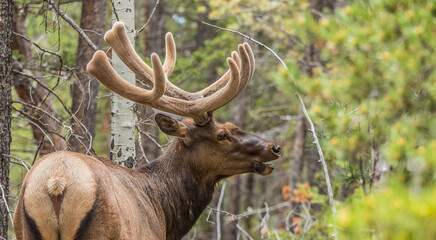 spring bull elk in forest with velvet antlers