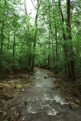 Creek in the forest - 411642185