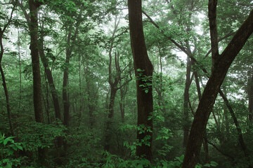 Lush Forest in Arkansas - 411642312