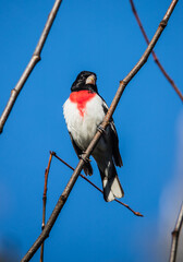 spring evening grosbeak on tree branch 