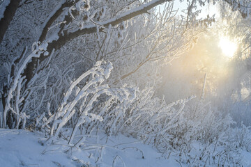 Idyllic snowy winter scenery of trees, bushes and dry grass covered with heavy hoarfrost, lit by sunshine. Winter sunrise, sun shines through snow covered trees.