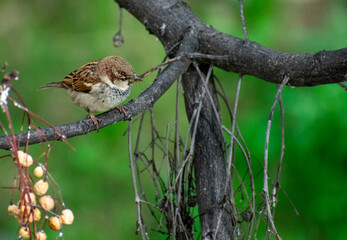 House Sparrow (Passer domesticus) perching on a branch