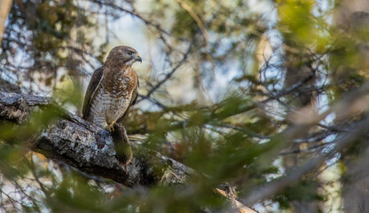 Cooper's hawk with mouse