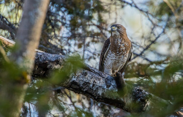 Cooper's hawk with mouse