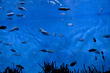 Small grey fishes swimming in blue glass aquarium