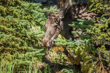 Fototapeta na wymiar young moose calf in forest