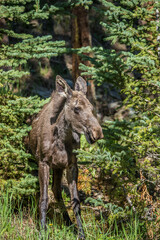 Naklejka na ściany i meble young moose calf in forest
