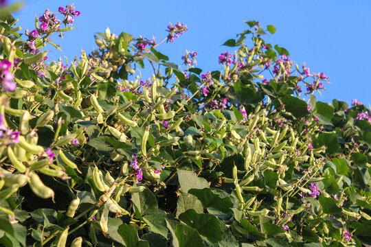 Closeup shot of hyacinth bean tree with beans and purple flowers