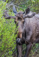 spring bull moose in swamp 