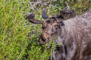 spring bull moose in swamp 