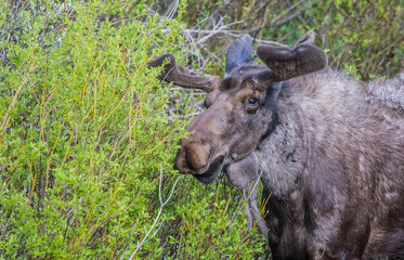 spring bull moose in swamp 