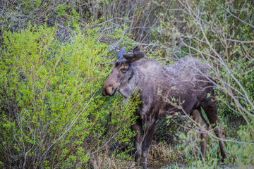 spring bull moose in swamp 