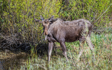 Naklejka na ściany i meble spring bull moose in swamp 