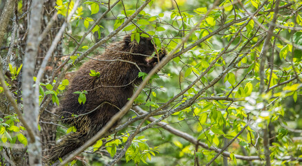 porcupine climbing in tree top