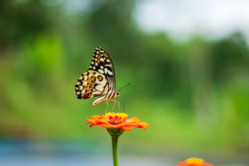 Flowers daisies in summer spring meadow on background blue sky with white clouds, flying orange butterfly, wide format. Summer natural idyllic pastoral landscape, copy space.