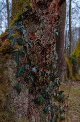 Green Ivy Plant growing on the tree at the park Vrelo Bosne in Bosnia and Herzegovina