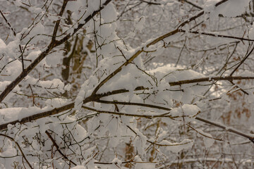 New Jersey Snow