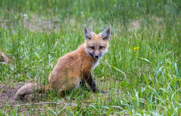 mother red fox with young kit