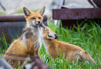 mother red fox with young kit