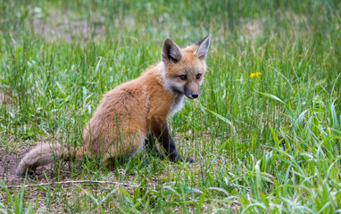 mother red fox with young kit
