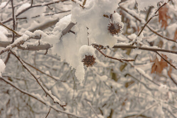 New Jersey Snow