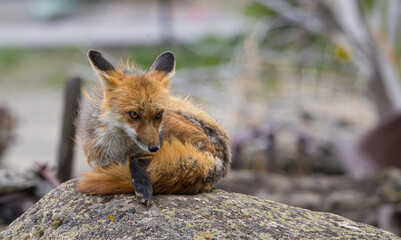red fox mothers with kits playing in rusty equipment 