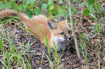 Obraz premium red fox mothers with kits playing in rusty equipment 